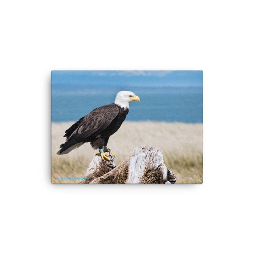 Bald Eagle Canvas