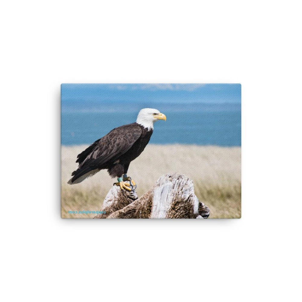 Bald Eagle Canvas